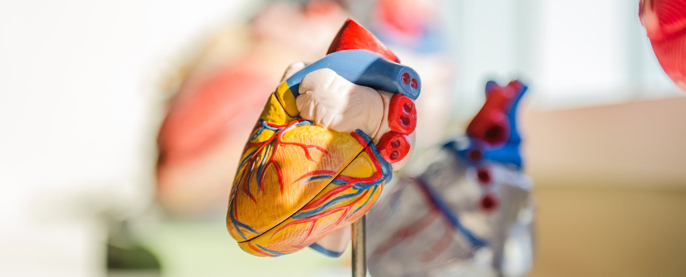 A multicoloured anatomical heart on a silver metal stick