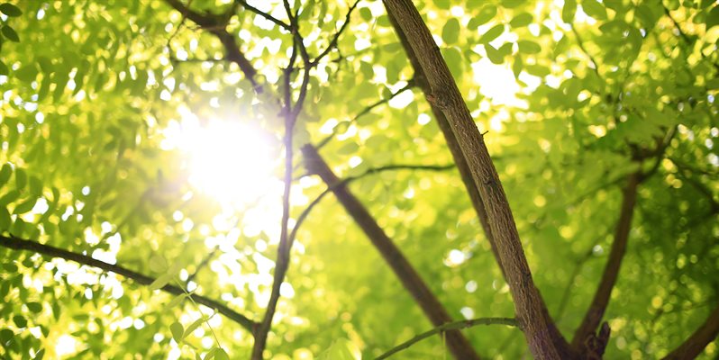 A photo of sunlight coming through trees and branches