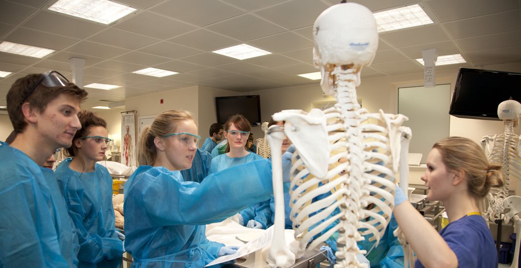 Tutor uses skeleton to demonstrate the anatomy to students